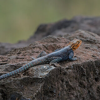Nakuru NP - Kenya rock agama
